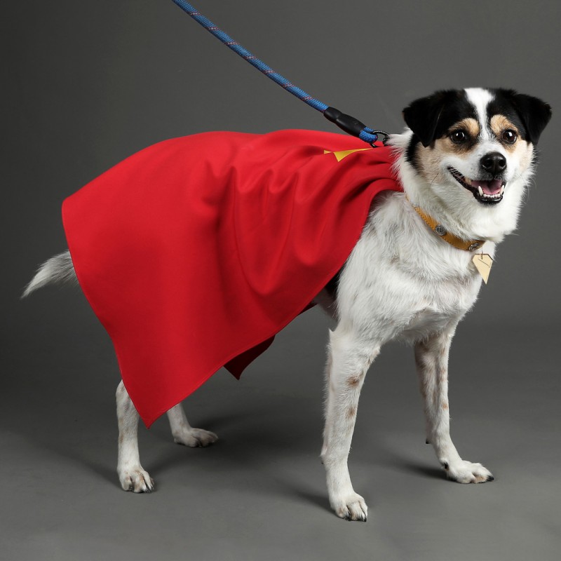 Krypto Dog Cape Cosplay Costume Pet Clothing Halloween Suit